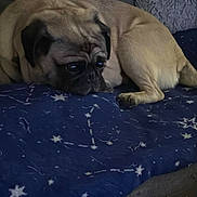 Choco joined the competition — help win amazing prizes! animal, blanket, blue, companion, couch, cozy, cute, dog, ears, face, fur, home, indoor, paw, pet, pug, resting, sleepy, small_dog, star_pattern