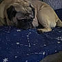 animal, blanket, blue, companion, couch, cozy, cute, dog, ears, face, fur, home, indoor, paw, pet, pug, resting, sleepy, small_dog, star_pattern