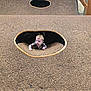 Briella joined the competition — help win amazing prizes! baby, child, curious, climbing_structure, hole, indoor, play_area, wooden_frame, glass, adventure, exploration, texture, young_child, crawling, playground, light, expression, person, cute, fun
