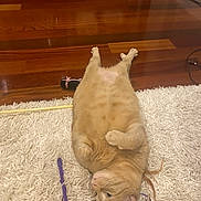 Hope is registered to the contest to win money with this photo: cat, orange_cat, pet, lying_down, relaxed, indoor, floor, wooden_floor, rug, shaggy_rug, toy, playful, feline, domestic_animal, whiskers, ears, paws, tail, fur, home