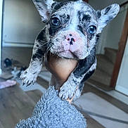 Queenie is registered to the contest to win money with this photo: animal, blurred_background, close_up, cozy, cute, dog, ears, eyes, floor, fur, hand, holding, indoor, nose, pet, puppy, sleeve, speckled, staircase, young