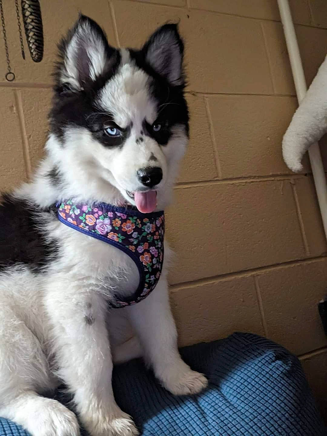 Melody joined the competition — help win amazing prizes! canidae, canis, carnivore, collar, companion_dog, dog, dog_breed, dog_supply, flooring, fur, non_sporting_group, pattern, siberian_husky, sled_dog, snout, sporting_group, tail, terrestrial_animal, working_animal, working_dog