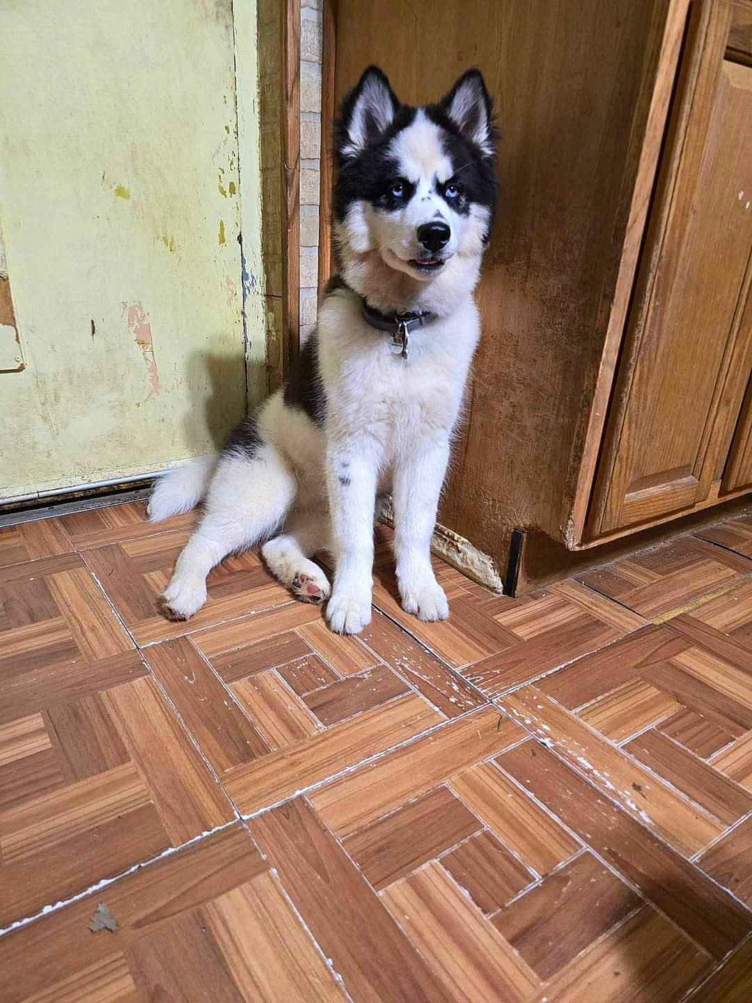 Melody is registered to the contest to win money with this photo: brown, carnivore, companion_dog, dog, dog_breed, door, fawn, floor, flooring, hardwood, laminate_flooring, plank, snout, sporting_group, tail, varnish, wood, wood_flooring, wood_stain, working_animal