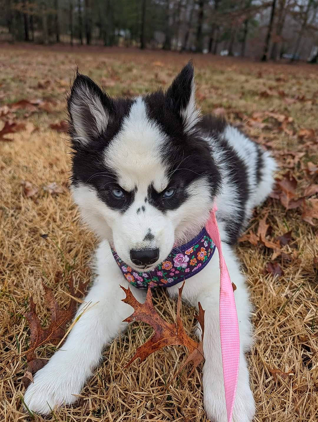 Melody is registered to the contest to win money with this photo: ancient_dog_breeds, canidae, carnivore, collar, companion_dog, dog, dog_breed, dog_supply, fur, grass, non_sporting_group, plant, siberian_husky, soil, sporting_group, tail, terrestrial_animal, whiskers, working_animal, working_dog