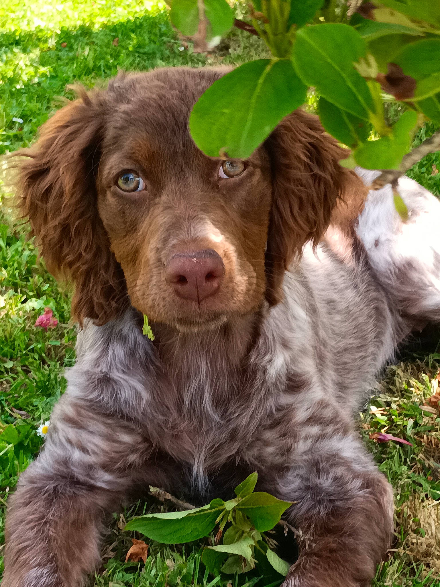 Thalia a rejoint le concours — aidez-le/la à gagner de superbes lots ! canidae, carnivore, companion_dog, dog, dog_breed, fur, grass, gun_dog, hunting_dog, liver, plant, pointing_breed, pont_audemer_spaniel, retriever, snout, spaniel, sporting_group, working_animal
