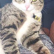 Cookie is registered to the contest to win money with this photo: cat, tabby, green_eyes, pet, collar, tag, fur, whiskers, patterned_fabric, relaxed, indoor, animal, closeup, cute, feline, domestic_cat, pink_nose, striped, laying_down, soft_light