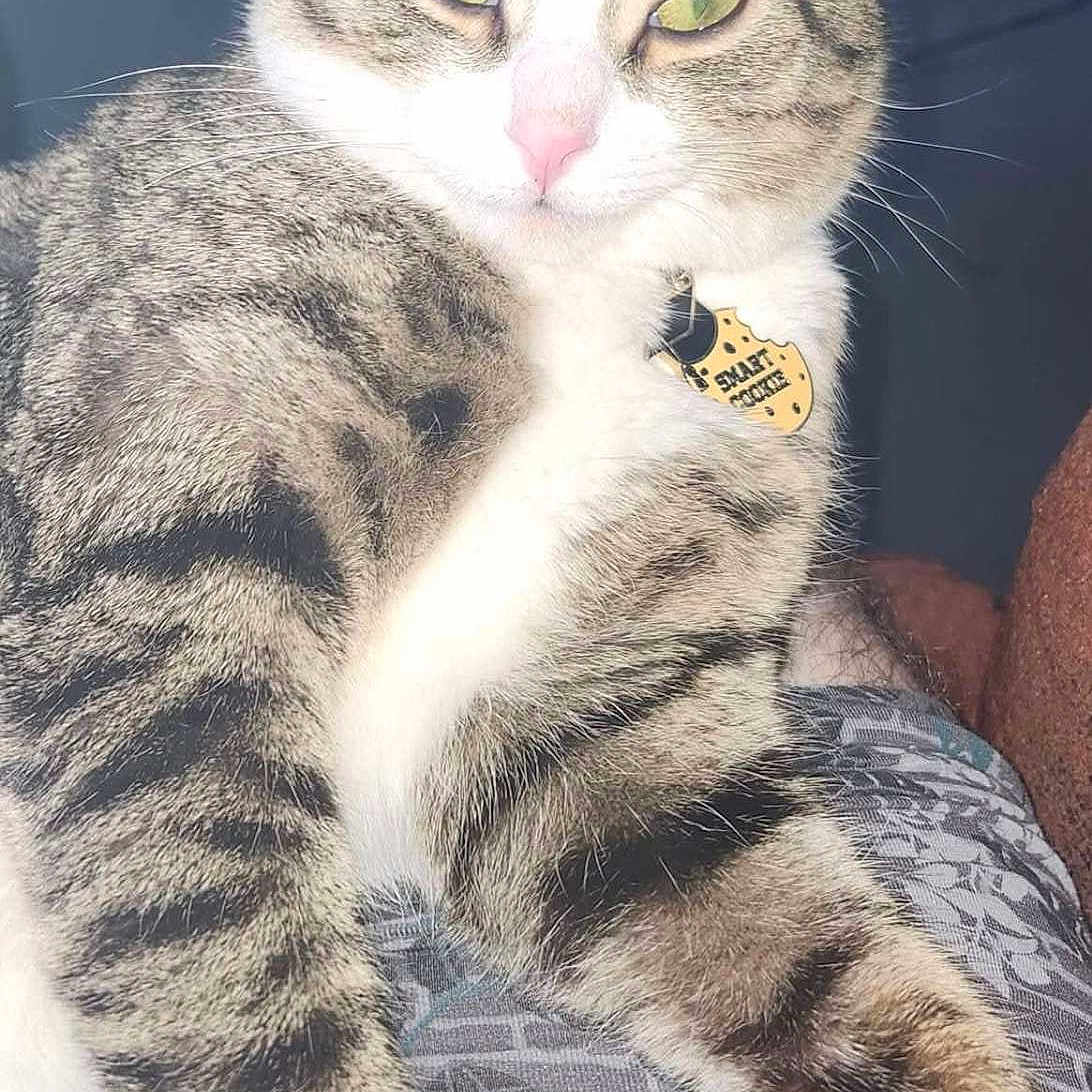 Cookie