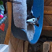Sindy participe au concours pour gagner de l'argent avec cette photo : art, automotive_wheel_system, building, canidae, carmine, carnivore, electric_blue, fawn, felidae, fur, hardwood, human_leg, metal, room, small_to_medium_sized_cats, sporting_group, tail, window, wood, working_animal