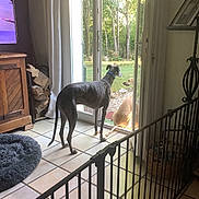 Barbas a rejoint le concours — aidez-le/la à gagner de superbes lots ! dog, indoor, outdoor, glass_door, tile_floor, firewood, dog_bed, fence, greenery, tree, collar, pet, animal, sunlight, garden, home_interior, wooden_cabinet, curtain, quiet, daylight