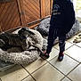Barbas a rejoint le concours — aidez-le/la à gagner de superbes lots ! dog, greyhound, pet_bed, child, pajamas, slippers, indoor, tile_floor, wooden_cabinet, toy, fluffy_bed, standing, casual_clothing, daylight, home, comfort, animal, relaxing, floor, window