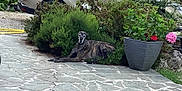 Barbas a rejoint le concours — aidez-le/la à gagner de superbes lots ! dog, brindle, outdoor, patio, stone_paving, bushes, greenery, car, silver_car, planter, flowers, pink_flower, red_flower, relaxed, lying_down, nature, garden, daytime, calm, residential_area