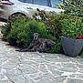 dog, brindle, outdoor, patio, stone_paving, bushes, greenery, car, silver_car, planter, flowers, pink_flower, red_flower, relaxed, lying_down, nature, garden, daytime, calm, residential_area