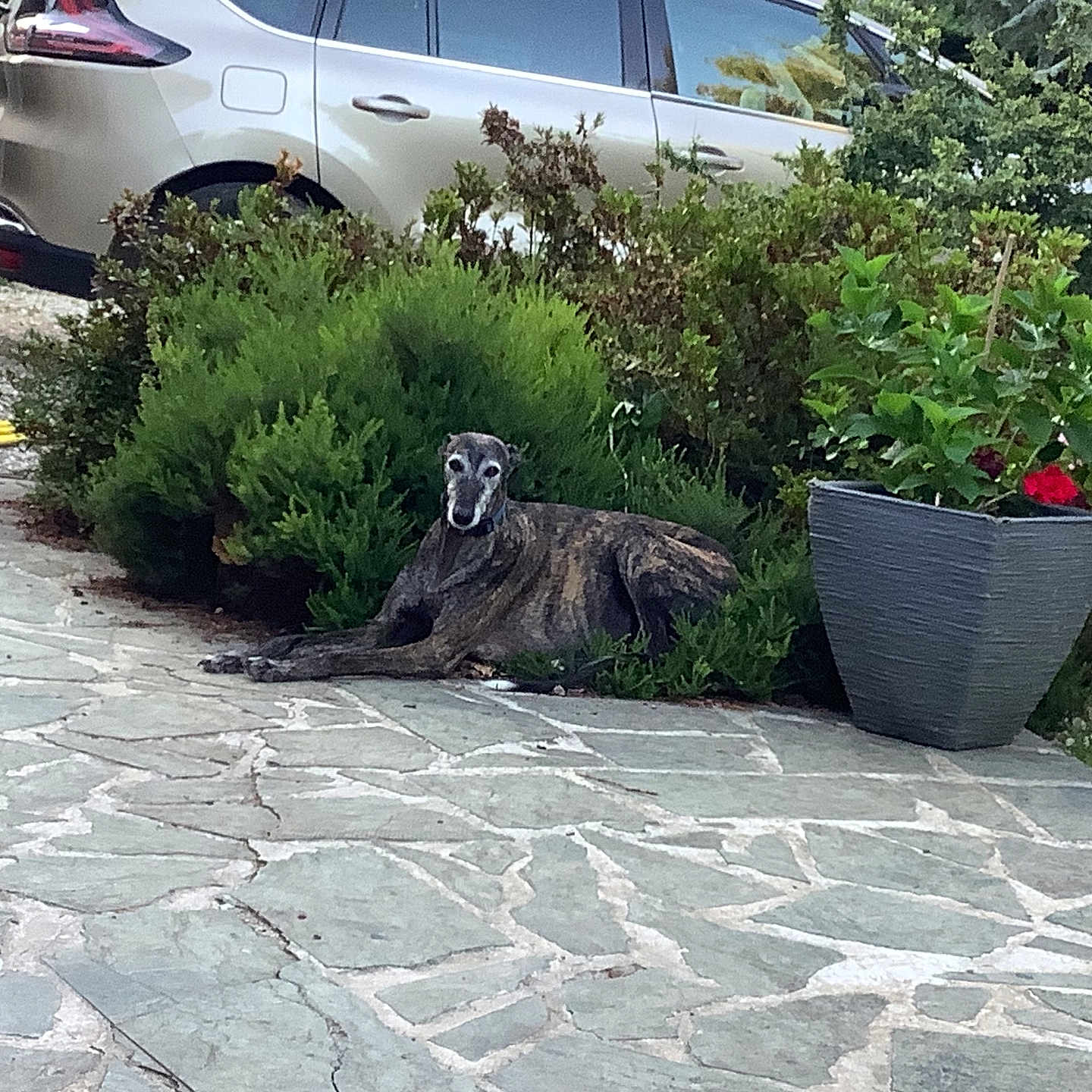 Barbas a rejoint le concours — aidez-le/la à gagner de superbes lots ! brindle, bushes, calm, car, daytime, dog, flowers, garden, greenery, lying_down, nature, outdoor, patio, pink_flower, planter, red_flower, relaxed, residential_area, silver_car, stone_paving