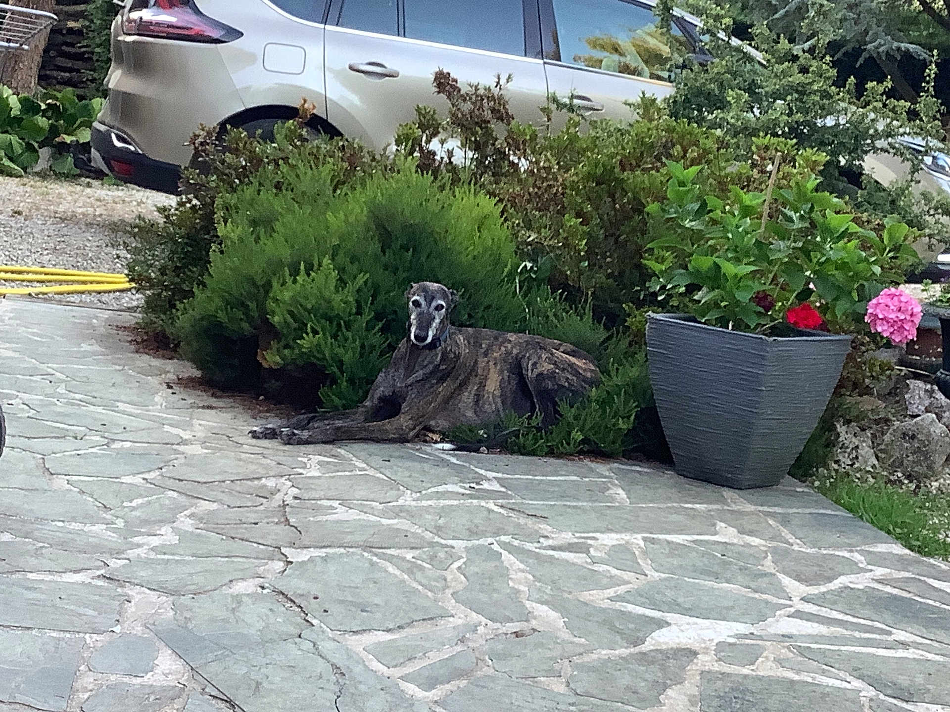 Barbas a rejoint le concours — aidez-le/la à gagner de superbes lots ! dog, brindle, outdoor, patio, stone_paving, bushes, greenery, car, silver_car, planter, flowers, pink_flower, red_flower, relaxed, lying_down, nature, garden, daytime, calm, residential_area