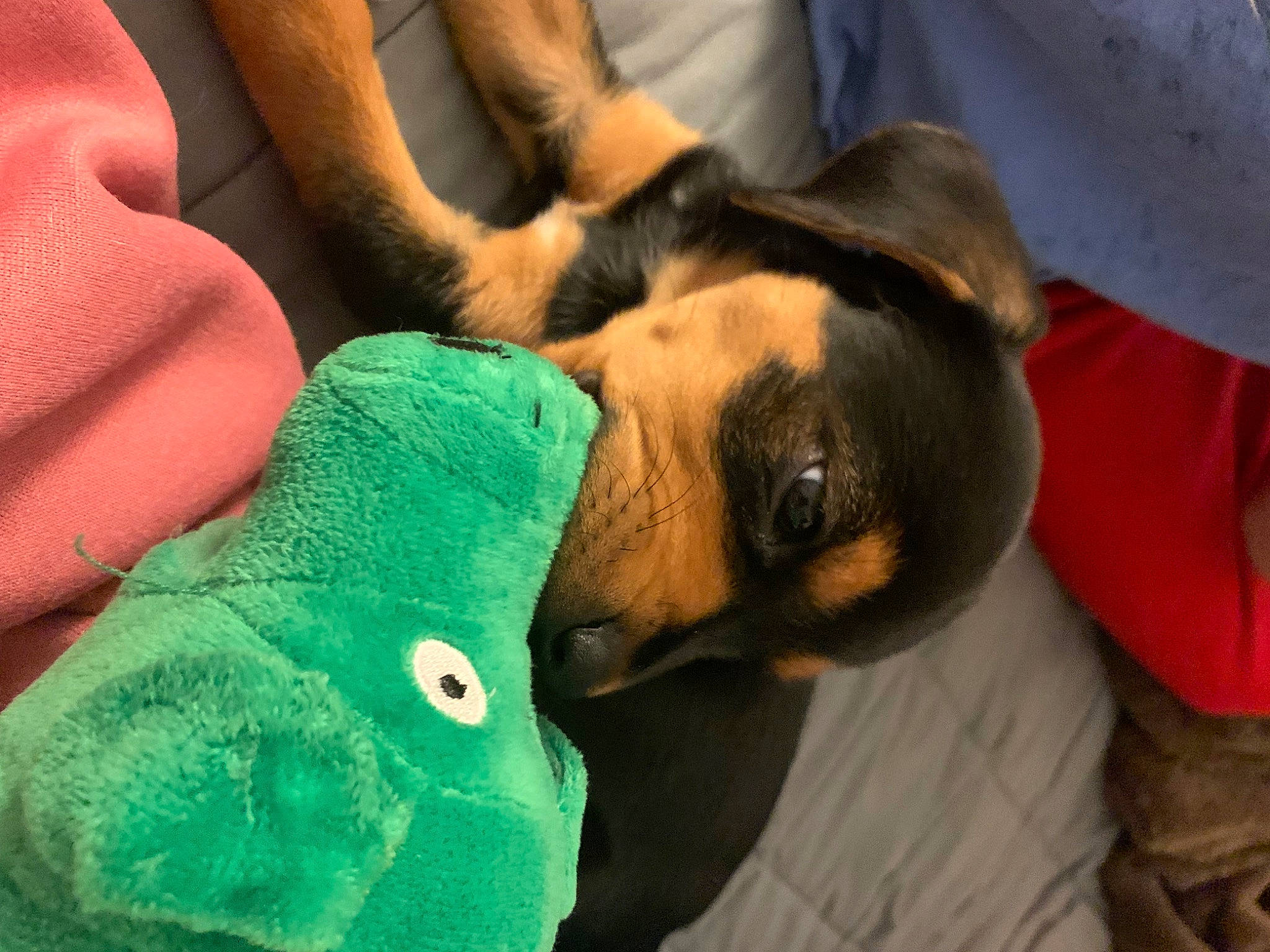 Franklin joined the competition — help win amazing prizes! canidae, carnivore, comfort, companion_dog, dog, dog_breed, dog_supply, ear, fawn, fur, guard_dog, nail, nap, paw, snout, sporting_group, toy_dog, whiskers, working_animal, wrist