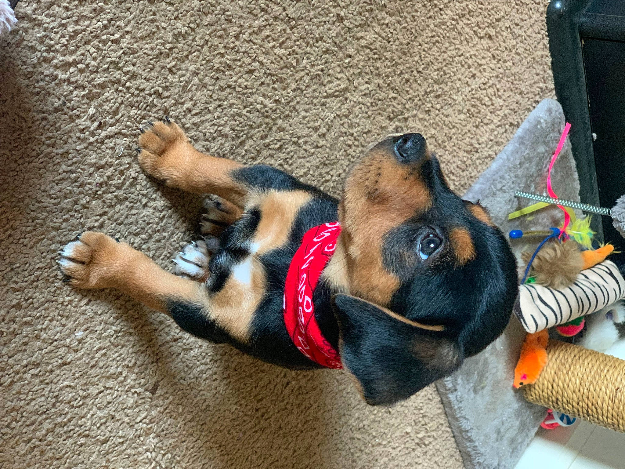 Franklin joined the competition — help win amazing prizes! bag, canidae, carnivore, collar, companion_dog, dog, dog_breed, dog_collar, dog_supply, fashion_accessory, fawn, flooring, fur, leash, luggage_and_bags, paw, pet_supply, snout, sporting_group, working_animal