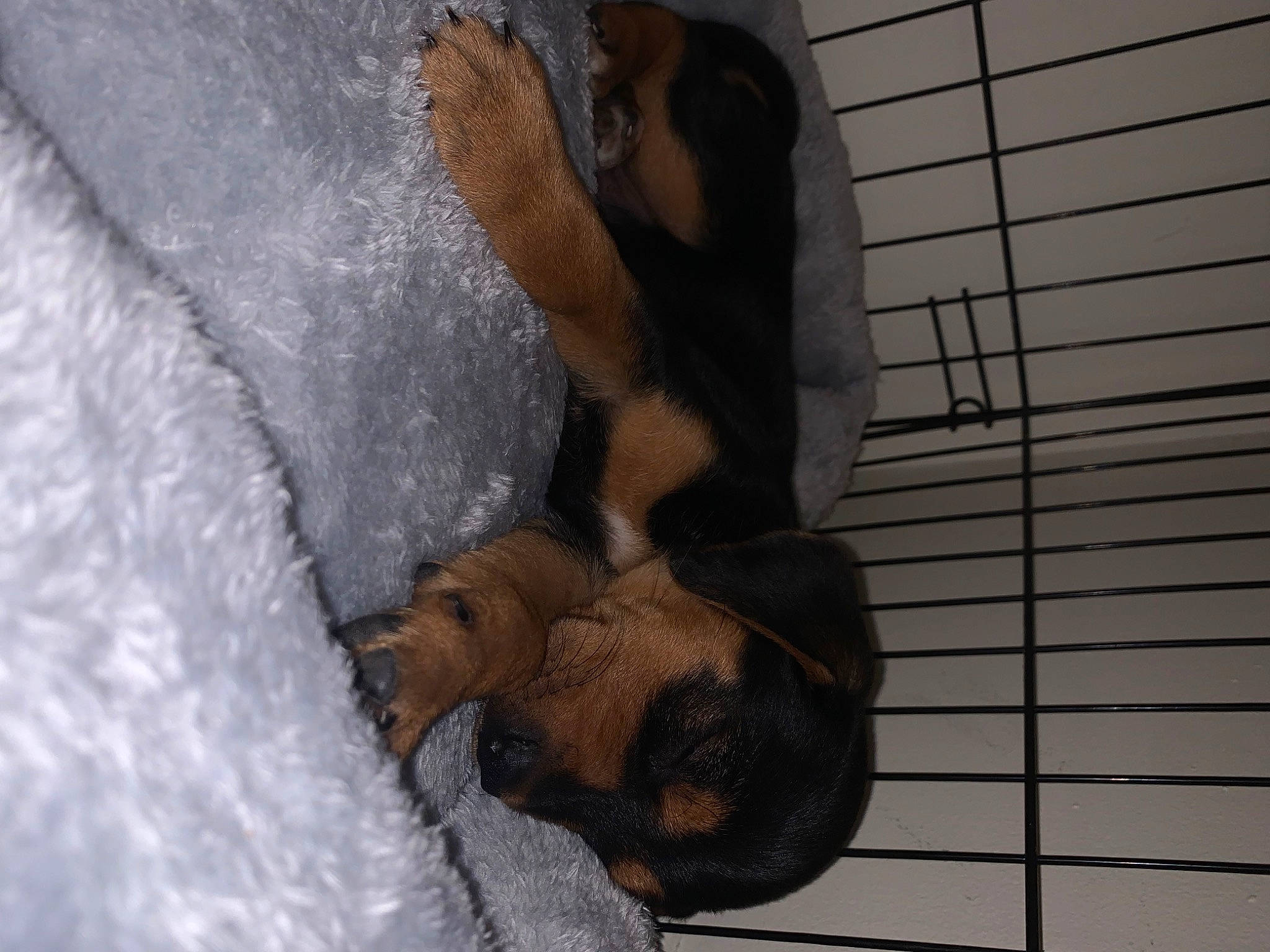 Franklin is registered to the contest to win money with this photo: bathing, canidae, comfort, dog_breed, elbow, fawn, fur, mesh, recreation, snout, sporting_group, tail, wildlife, window