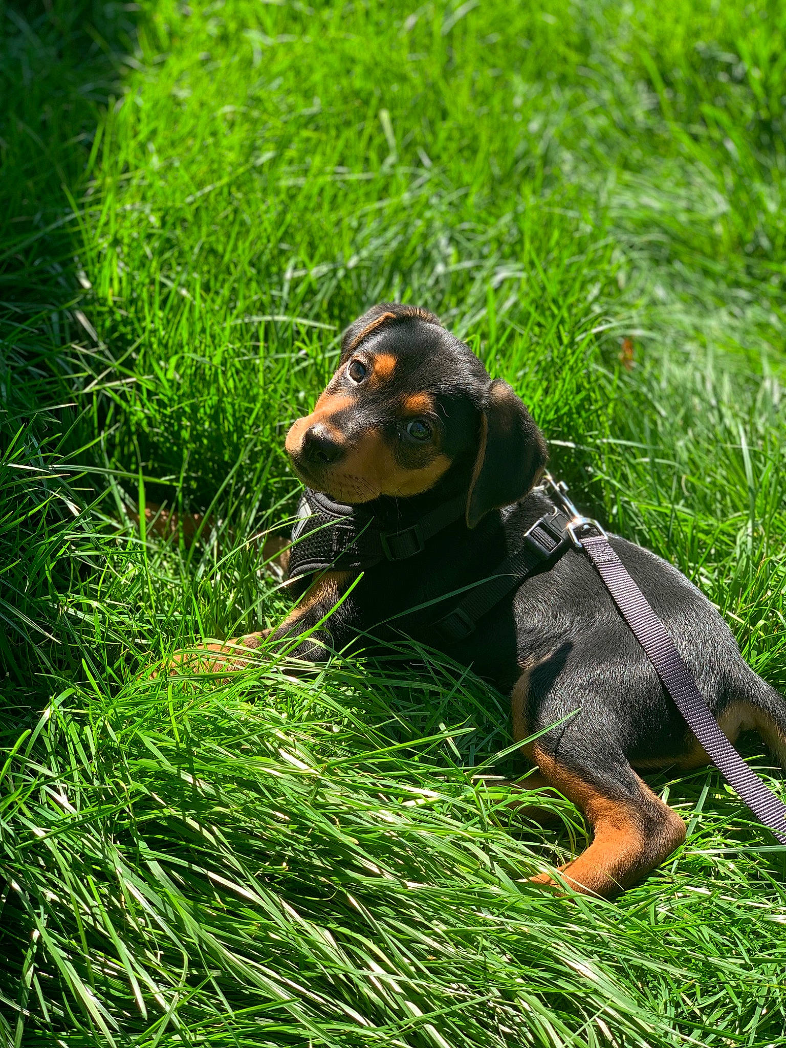 Franklin joined the competition — help win amazing prizes! canidae, carnivore, companion_dog, dog, dog_breed, fawn, grass, grassland, groundcover, guard_dog, hound, plant, puppy, snout, sporting_group, terrestrial_animal, terrestrial_plant, toy_dog, working_animal, working_dog