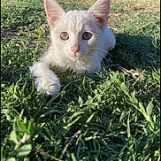 Tiki joined the competition — help win amazing prizes! animal, cat, closeup, curious, cute, daytime, ears, feline, grass, kitten, lying_down, nature, outdoor, pet, playful, small, sunlight, whiskers, white_cat, young