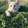 animal, cat, closeup, curious, cute, daytime, ears, feline, grass, kitten, lying_down, nature, outdoor, pet, playful, small, sunlight, whiskers, white_cat, young