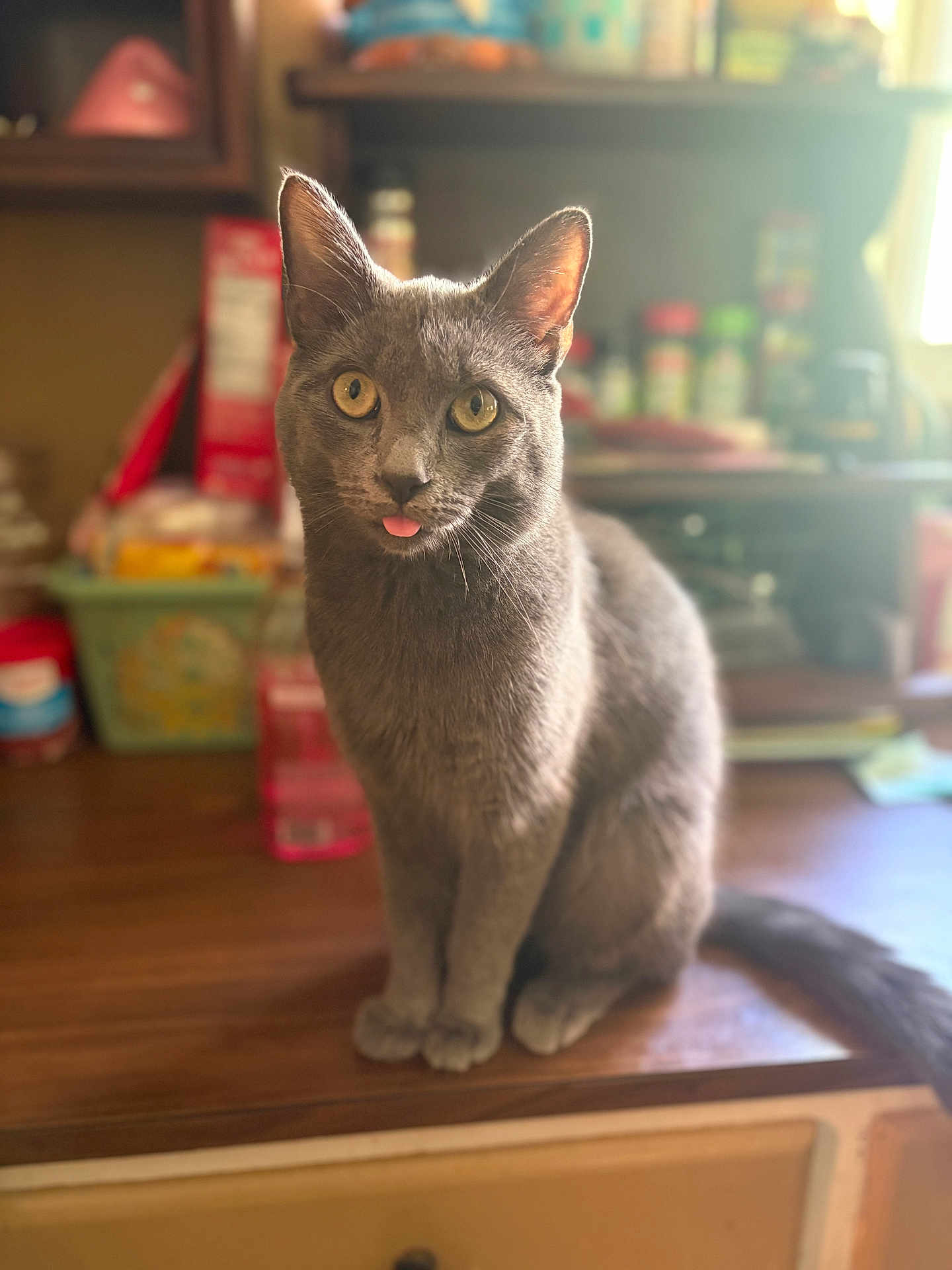 Sebastian joined the competition — help win amazing prizes! cat, gray_cat, tongue_out, indoor, wooden_surface, blurred_background, kitchen, pet, animal, curious, feline, domestic_cat, whiskers, ears, eyes, tail, sitting, closeup, cute, household