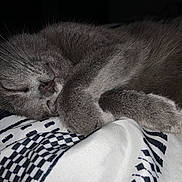 Sebastian is registered to the contest to win money with this photo: cat, sleeping, gray_cat, fur, paw, closed_eyes, resting, cozy, blanket, patterned_blanket, black_and_white, indoor, pet, cute, whiskers, soft_fur, animal, domestic_cat, relaxation, peaceful