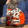 Sebastian joined the competition — help win amazing prizes! cat, pet, animal, grey_cat, clothing, sweater, halloween, pumpkin, bat, indoor, blanket, fabric, button, relaxed, cute, fur, whiskers, ears, eyes, lying_down