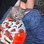 animal, arm, bat, blanket, blue_blanket, cat, closeup, cozy, cute, feline, gray_cat, halloween, indoor, orange, person, pet, pumpkin, resting, sweater, white