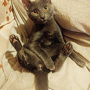 Akina participe au concours pour gagner de l'argent avec cette photo : animal, cat, cozy, curious, cute, domestic_cat, ears, feline, fur, gray_cat, indoor, paw, pet, playful, relaxed, sitting, tail, towel, whiskers, yellow_eyes