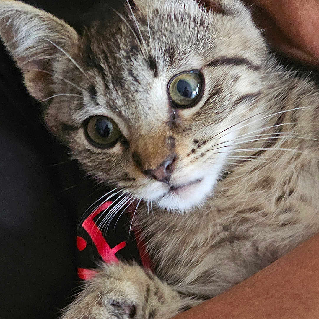 Cosita