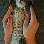 Cosita is registered to the contest to win money with this photo: animal, cat, closeup, comfort, cozy, cuddle, cute, domestic_animal, feline, furry, hands, indoor, kitten, lying_down, paw, pet, resting, sleepy, soft, young
