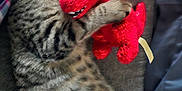Cosita is registered to the contest to win money with this photo: animal, blanket, cat, closeup, couch, cozy, cute, dinosaur_toy, feline, indoor, kitten, pet, plush_toy, red_toy, resting, sleeping, snuggling, soft, striped_fur, tabby
