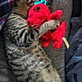 animal, blanket, cat, closeup, couch, cozy, cute, dinosaur_toy, feline, indoor, kitten, pet, plush_toy, red_toy, resting, sleeping, snuggling, soft, striped_fur, tabby
