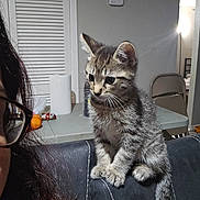 Cosita joined the competition — help win amazing prizes! animal, cat, chair, couch, curious, domestic_animal, furniture, glasses, gray_fur, household, indoor, kitten, living_room, person, pet, striped_fur, tabby_cat, table, whiskers, young_cat