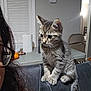 animal, cat, chair, couch, curious, domestic_animal, furniture, glasses, gray_fur, household, indoor, kitten, living_room, person, pet, striped_fur, tabby_cat, table, whiskers, young_cat