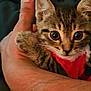 Cosita joined the competition — help win amazing prizes! adorable, animal, cat, clinging, close_up, collar, comfort, cute, eyes, fur, hand, human, indoor, kitten, mammal, pet, small, tabby, whiskers, young