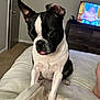 animal, bed, blanket, boston_terrier, carpet, cute, dog, door, dresser, furniture, indoor, paw, person_on_tv, pet, puppy, resting, room, television, tongue_out, white_and_black