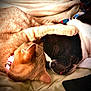 Mr. Peanut joined the competition — help win amazing prizes! animal, black_and_white_dog, blanket, cat, close_up, collar, comfort, companionship, cozy, cute, dog, friendship, fur, indoors, napping, paw, pet, resting, sleeping, snuggle