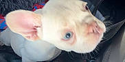 Harley joined the competition — help win amazing prizes! dog, puppy, french_bulldog, white_dog, blue_eyes, car_interior, blanket, seat, pet, curious, close_up, young_dog, animal, canine, cute, indoor, cozy, car_seat, pet_portrait, looking_up