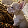 Harley is registered to the contest to win money with this photo: dog, puppy, side_profile, small_dog, indoor, blanket, cozy, fur, ears, cute, pet, home, couch, furniture, close_up, animal, domestic_animal, resting, warm_lighting, focus