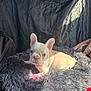 Harley is registered to the contest to win money with this photo: puppy, dog, french_bulldog, fluffy_bed, gray_bed, sunlight, indoor, pet, animal, cute, small_dog, ears_up, resting, cozy, portrait, looking_at_camera, soft_texture, black_background, domestic, young