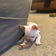 Harley is registered to the contest to win money with this photo: puppy, dog, chew_bone, carpet, couch, indoor, pet, white_dog, small_dog, curious, close_up, floor, animal, young_dog, cute, domestic_animal, playing, furniture, soft_light, resting