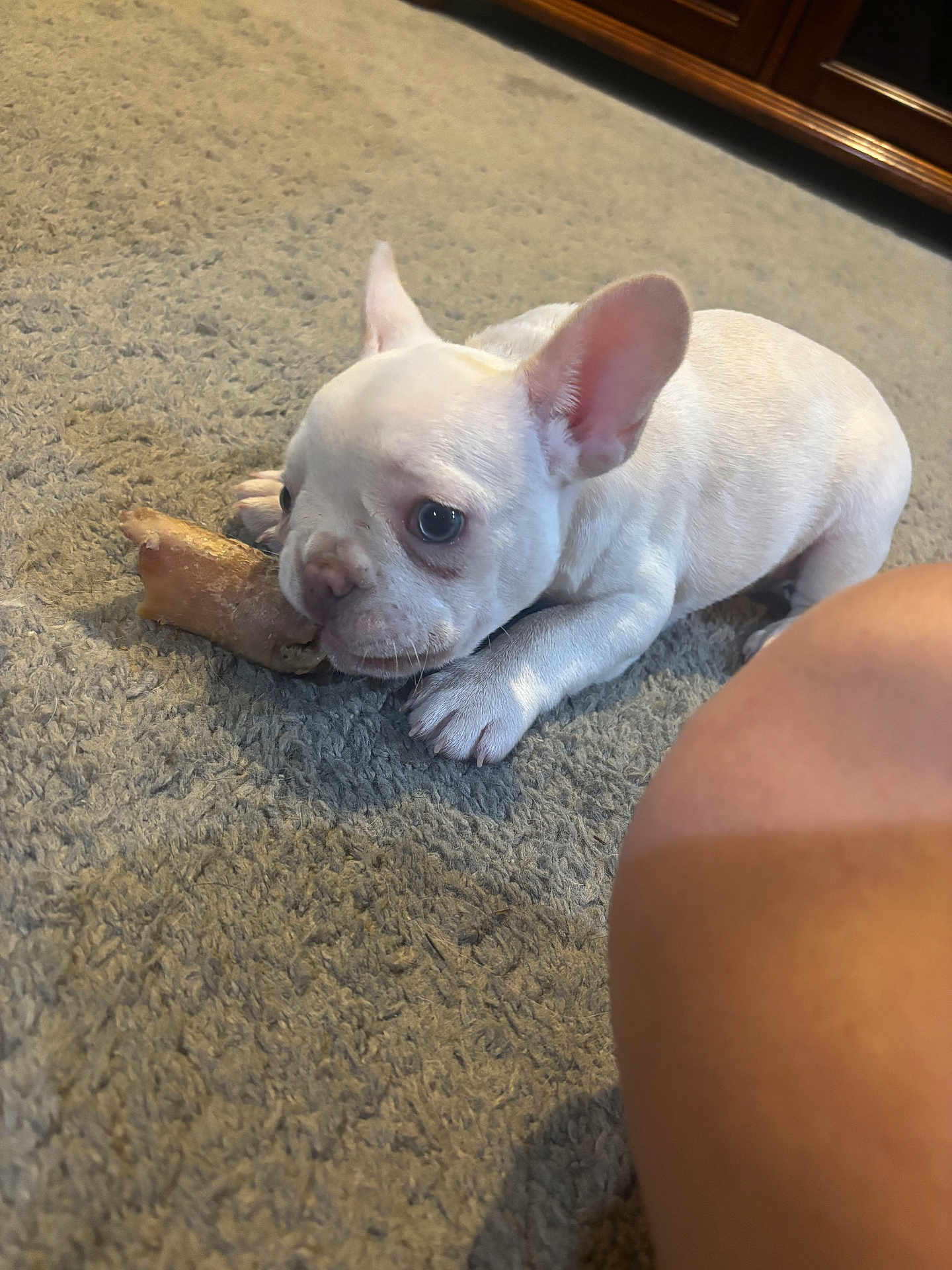 Harley