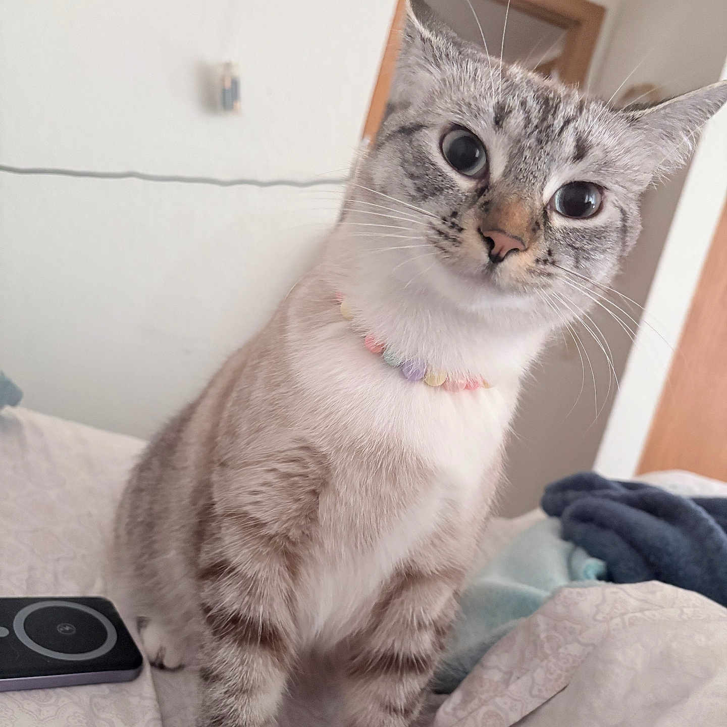 Gracie is registered to the contest to win money with this photo: animal, bed, blanket, cat, closeup, curious, decor, domestic, ears, face, feline, gray, home, indoor, necklace, pet, portrait, striped, whiskers, white
