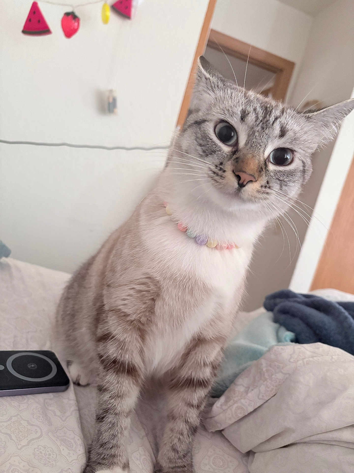 Gracie is registered to the contest to win money with this photo: cat, pet, indoor, bed, blanket, necklace, curious, feline, animal, domestic, striped, white, gray, closeup, portrait, face, whiskers, ears, home, decor