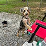 dog, small_dog, mixed_breed, fur, leash, collar, red_chair, gravel, grass, fence, backyard, food_bowl, water_bowl, outdoor, standing, front_paw, looking_at_camera, cute, portrait, pet