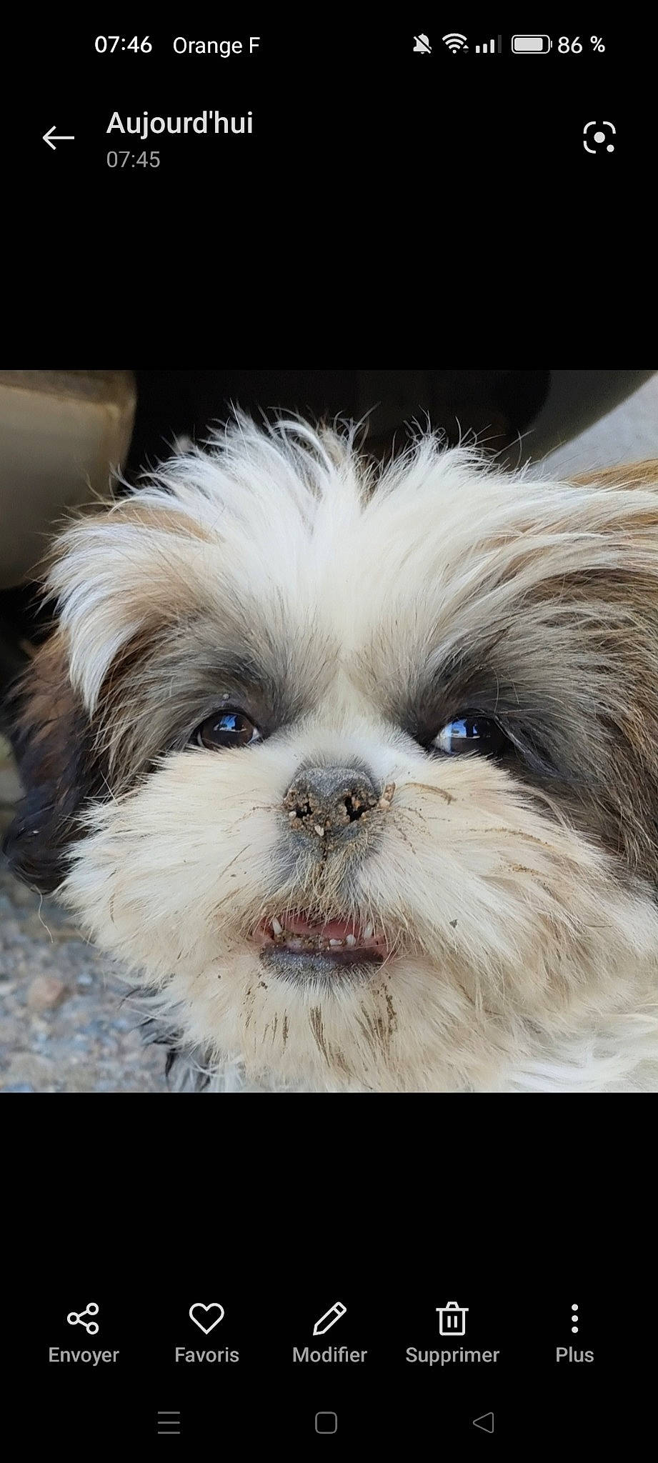 Umy a rejoint le concours — aidez-le/la à gagner de superbes lots ! canidae, carnivore, chair, companion_dog, dog, dog_breed, eye, fawn, fur, head, liver, maltepoo, shih_poo, shih_tzu, snout, sporting_group, terrestrial_animal, toy_dog, whiskers, working_animal