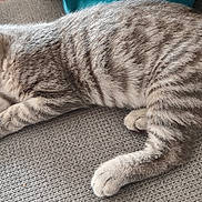 Ariel a rejoint le concours — aidez-le/la à gagner de superbes lots ! animal, cat, couch, cozy, cute, domestic, feline, fur, indoor, kitten, mammal, paw, pet, relaxed, resting, sleeping, soft, striped, tabby, whiskers