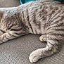 cat, kitten, sleeping, tabby, feline, pet, couch, indoor, cozy, relaxed, fur, paw, whiskers, animal, mammal, resting, cute, domestic, striped, soft