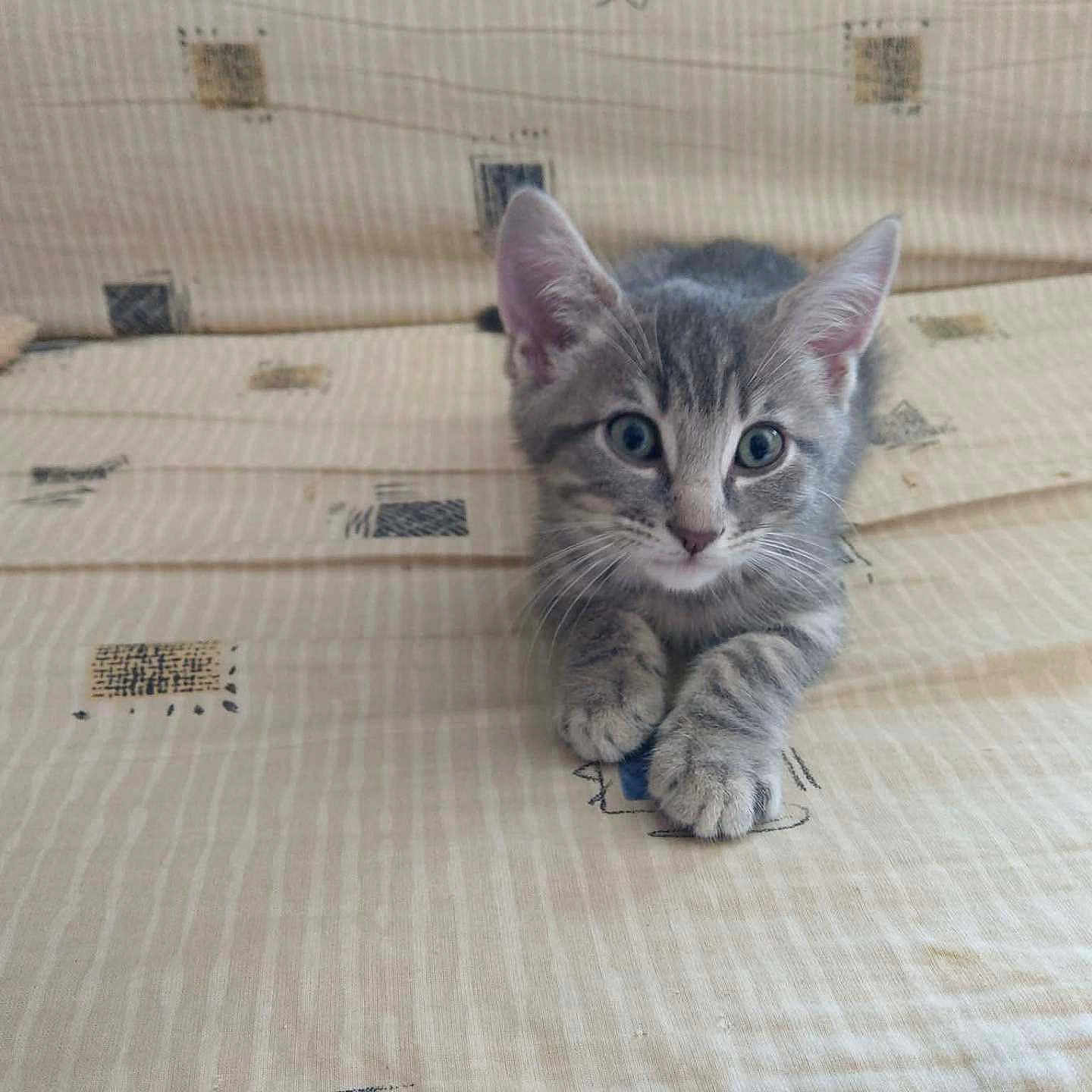 Ariel a rejoint le concours — aidez-le/la à gagner de superbes lots ! animal, cat, couch, cute, domestic_cat, ears, feline, furniture, gray_tabby, household, indoor, kitten, laying_down, looking, patterned_fabric, paws, pet, resting, whiskers, young